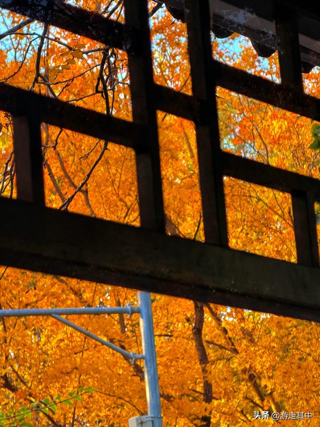 11月9日实拍！没人说地坛红叶这么好看啊…