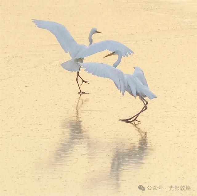 初冬,敦煌党河风情线白鹭翩跹