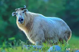 秦岭深处的“杀人怪牛”，8年杀死22人！竟然和熊猫是同级国宝？图片