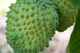 盘点云南的“奇怪水果”，你吃过几种呢图片