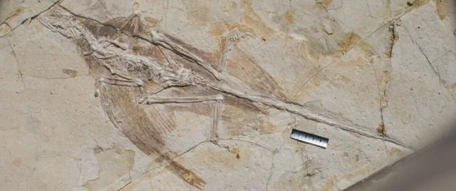 文旅临沂提醒！2026年免费、优惠福利来了！！