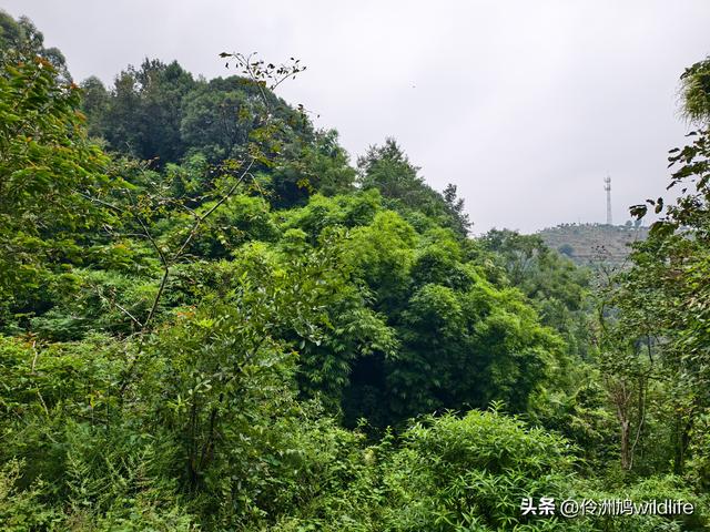 成都徒步（69）·彭州篇⑯法藏寺环线（桥断未走通）