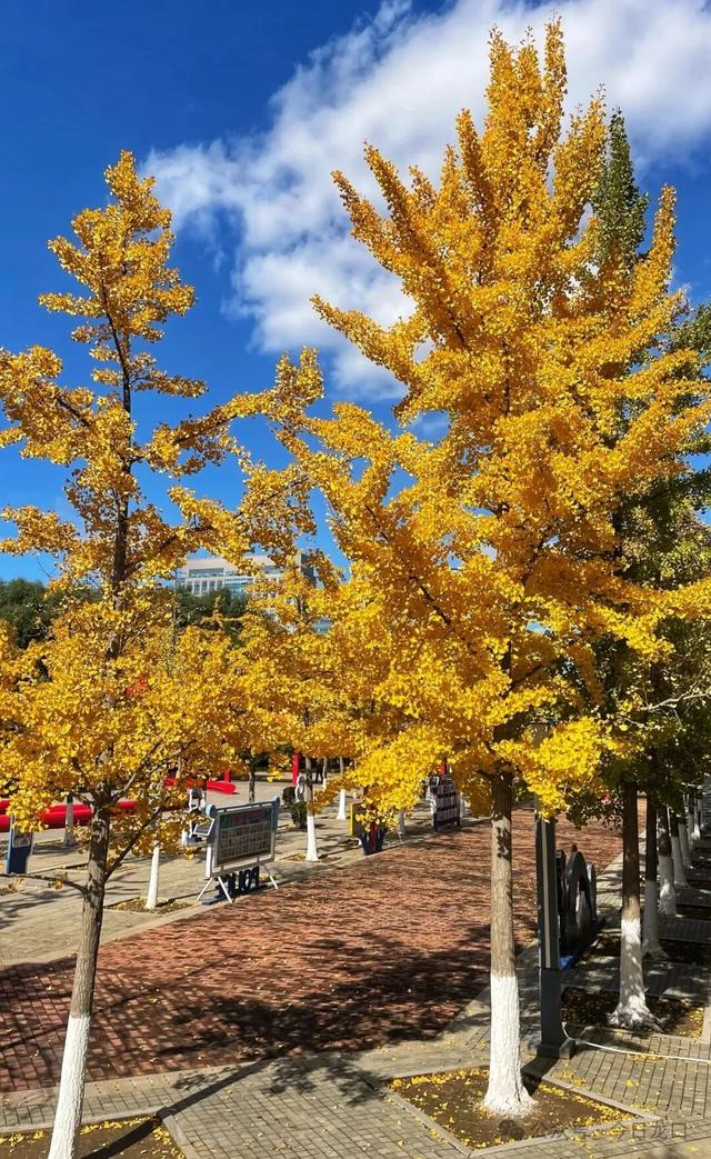 最近，龙口这两个地方美出了新高度！很多人都去打卡~~~