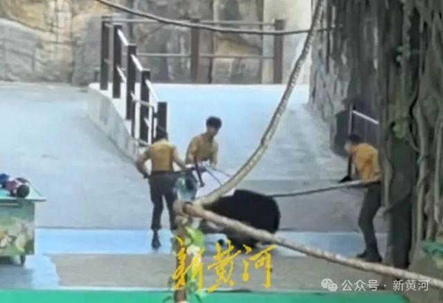 杭州市富阳区对杭州野生动物园“黑熊事件”作出处理：黑熊表演永久性停止、驯养员停职转岗