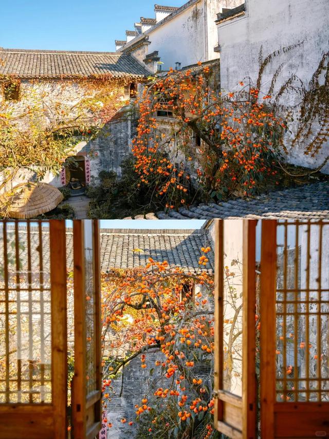 安徽一男子，因“老屋的一棵柿子树”走红，美成一幅画，好治愈吖