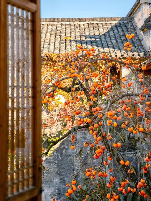 安徽一男子，因“老屋的一棵柿子树”走红，美成一幅画，好治愈吖