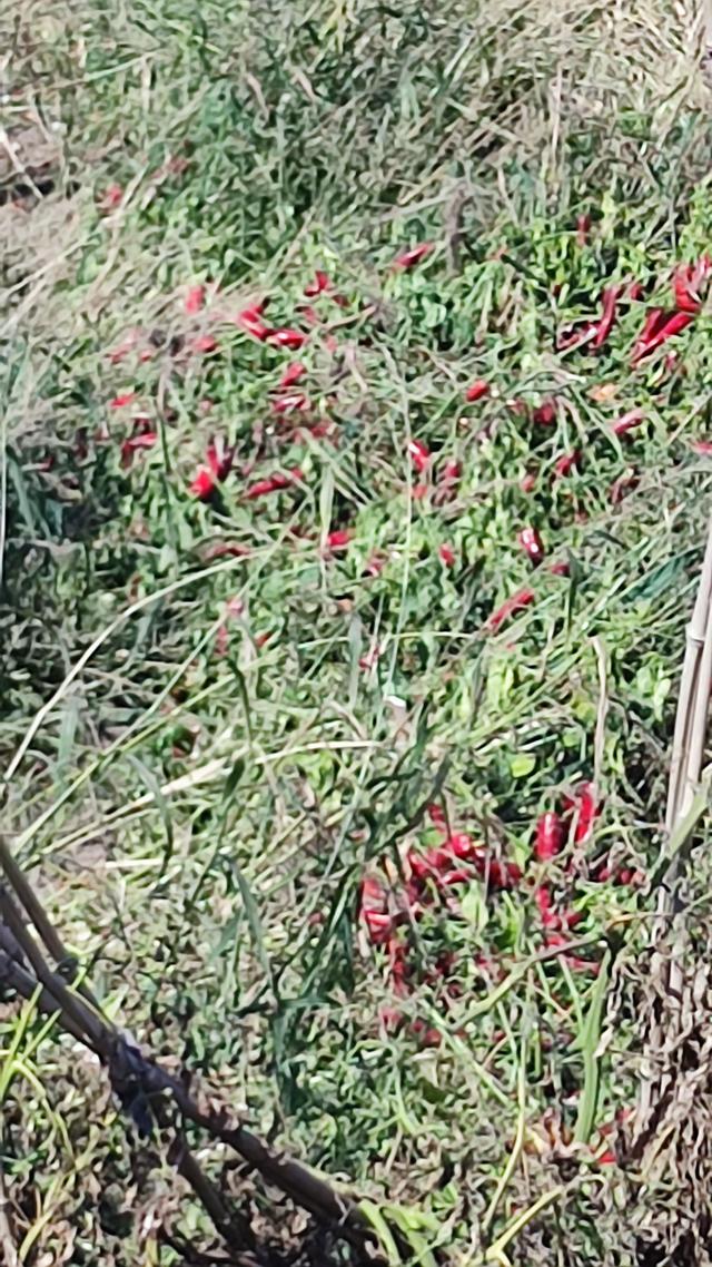 包头天下黄河第一村，靠着黄河边，风景还是不错的