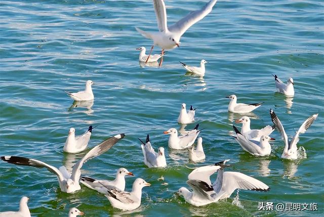 超详细攻略!在昆明官渡,与鸥共舞,六种玩法开启冬日漫游!