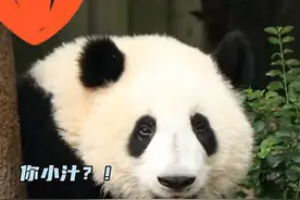 大熊猫和叶原来是妹妹！网友：难怪一直留级，被当成了男熊标准了图片