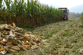 扔石头惹怒眼镜王蛇，被狂追几百米咬伤右腿，蛇有记忆会报仇吗？图片