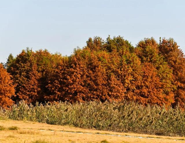 超出片！在这里一键解锁限定杉色