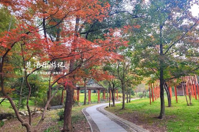 浙江宁波这座山巅古寺的银杏火了，红枫与水杉林也很美，堪比油画