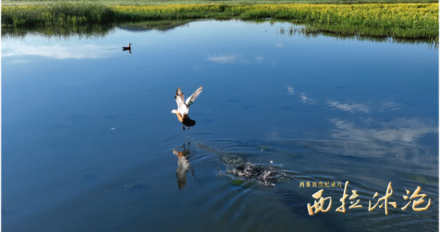 湿地草原藏生机，万物共生的秘境等你来探 西拉沐沦 第四集《长河家园》正在热播