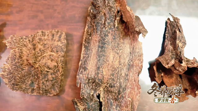 “冬养罗浮”康养品牌发布！在引领区过冬是怎样一种体验？