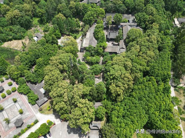 成都徒步（64）·新津篇③观音寺