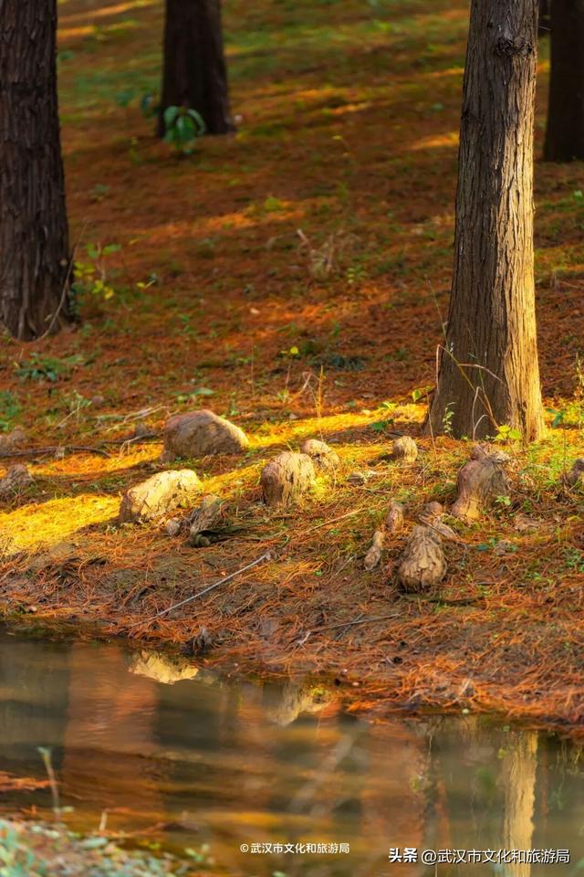 武汉这片杉树林，喀纳斯啊你！