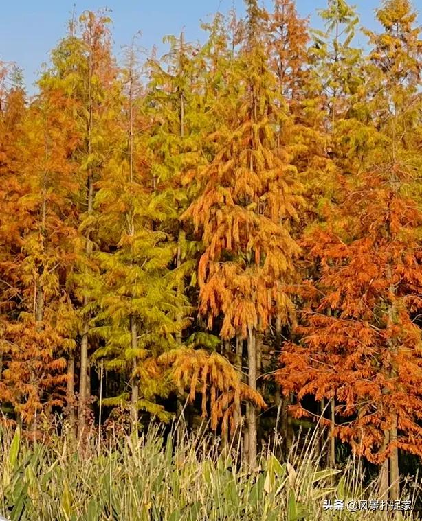 南昌鱼尾洲公园，红杉慢慢变红！