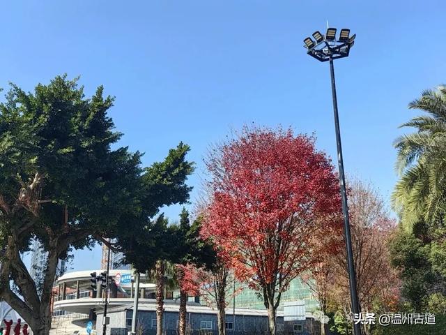 温州这个闹市中的公园，冬天亦有一番好风光！