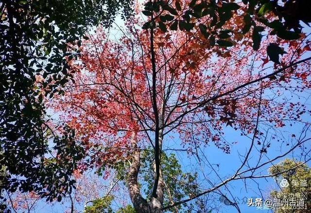 约吗？温州此处枫叶已渐红，这周末将进入赏红叶佳期！