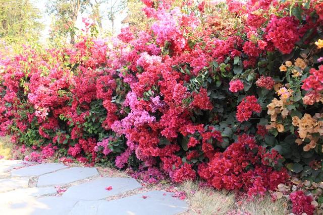 仙湖植物园大门停车场三角梅花海“瀑布”成网红打卡点，谁拍谁美