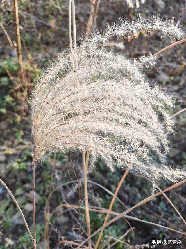 西安周边藏不住，浅山暖阳等你来晒！