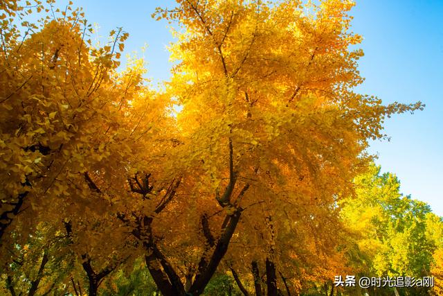 银杏季，一场不用预约的金色盛宴！