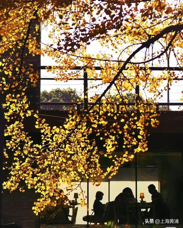 魔都秋日隐藏款！这里的银杏会“穿越”陆家嘴天际线