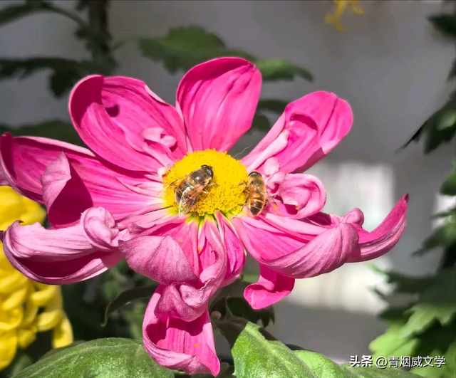 趵突菊韵 锦绣泉城