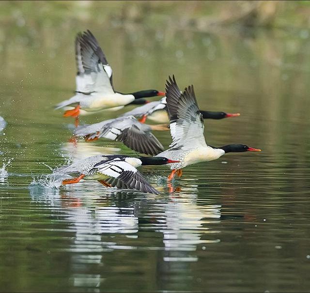 綦河故事讲不完