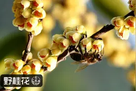 45种蜂蜜的不同功效（二）图片