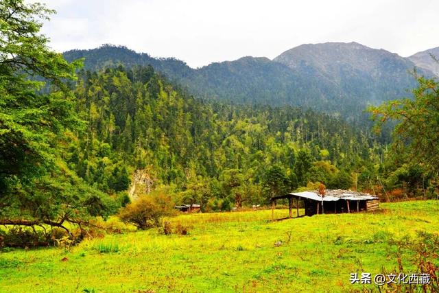 《西藏组画·牧羊人》卖出1.61亿！而你的西藏旅行是无价的！