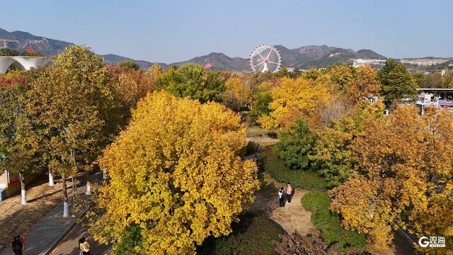 处处皆美景 初冬的世博园被焦糖色填满