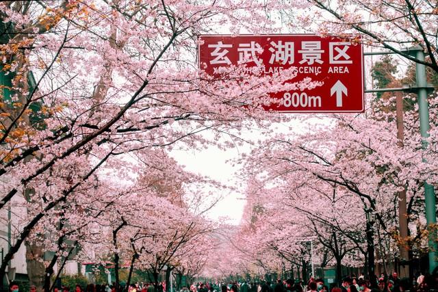 玄武湖没网红打卡点，却成了南京人天天泡的“生活客厅”