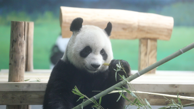 山东有自己的“疯狂动物城”！