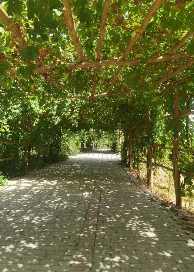 游新疆吐鲁番的坎儿井和葡萄沟