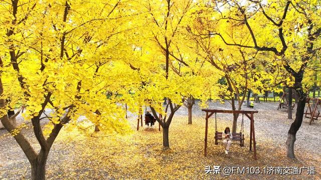 公园景区秋色图鉴，这几处必打卡