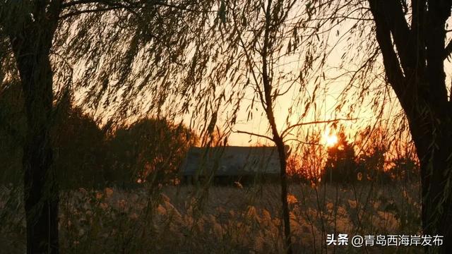 超级出片！西海岸这片芦苇荡氛围感拉满！
