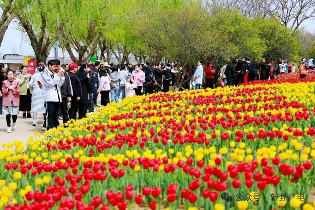 3月9日，新野郁金香花情播报！