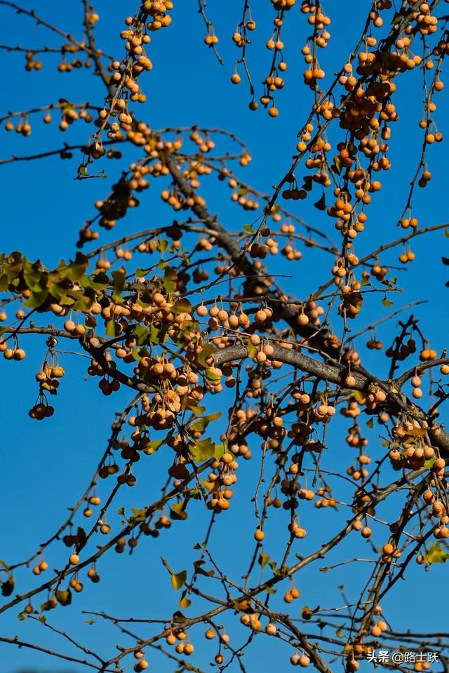 遵化娘娘庄南山常乐谷，红叶红果装满秋日惊喜