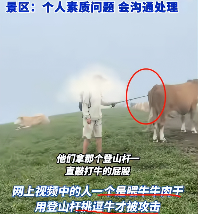 五台山一游客被牛群撞倒围攻，景区回应