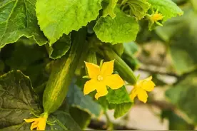 第一根黄瓜千万别摘？半碗淘米水发酵三天，瓜条直得像擀面杖！图片