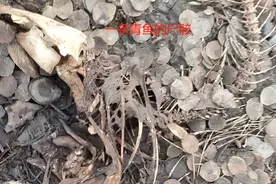 江西男子钓鱼时发现青鱼尸骸，扒开后捡到一枚青鱼石，能值几千？图片