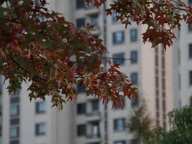 超出片！江阴这些地方“红了”！