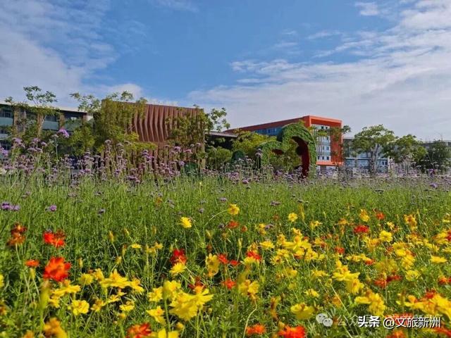 双节畅游新洲 | 粉的、紫的、金黄的…...新洲花海美成秋天童话！国庆假期来打卡~