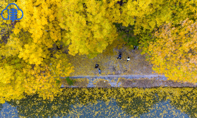 津渡秋色染金画，天津一公园迎来高光时刻！