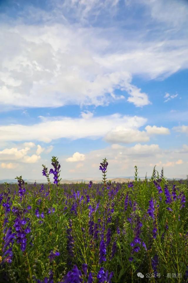 【图观陇西·新视角】药乡之约——邂逅浪漫黄芩花海