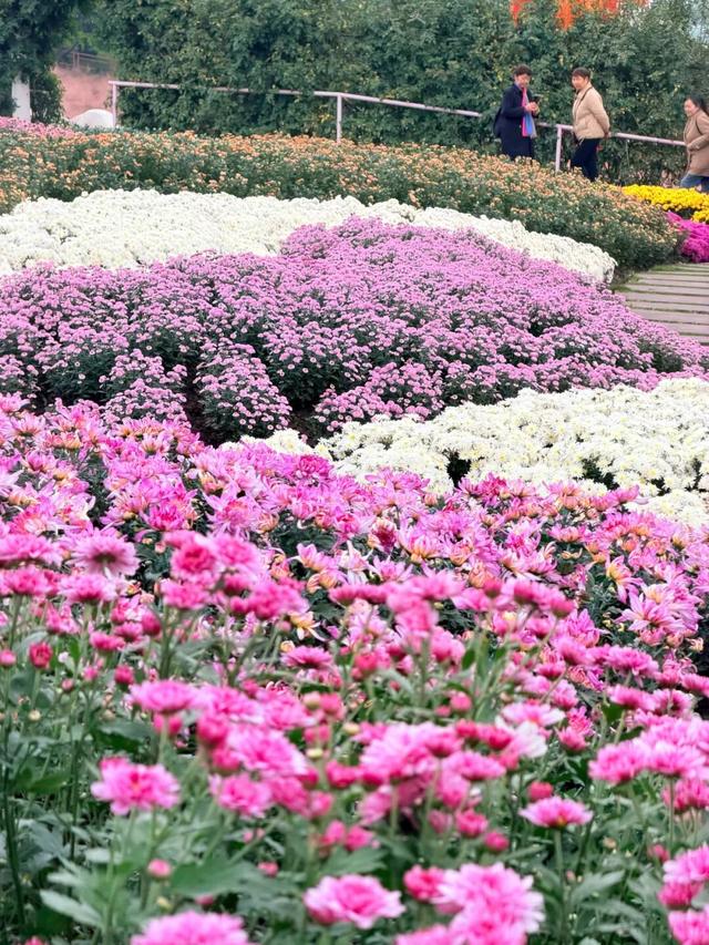 15万株绽放醉美菊花展，成都又美爆了！