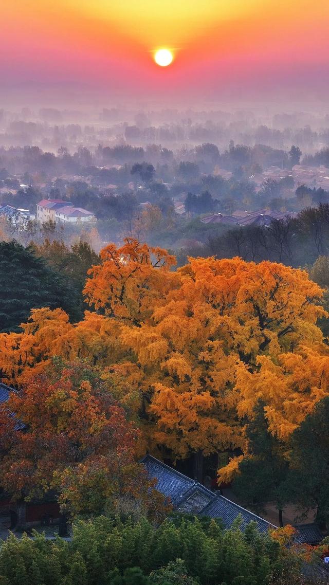 日照深秋“顶流”已就位！这组上新的“屏保”，绝美！