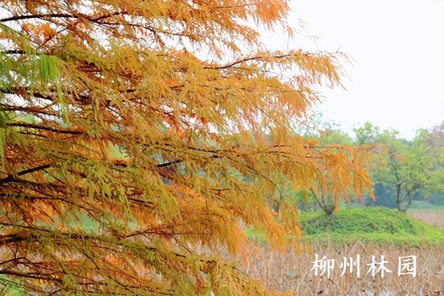 柳州市都乐公园“美拉德”水杉林邀你来打卡！