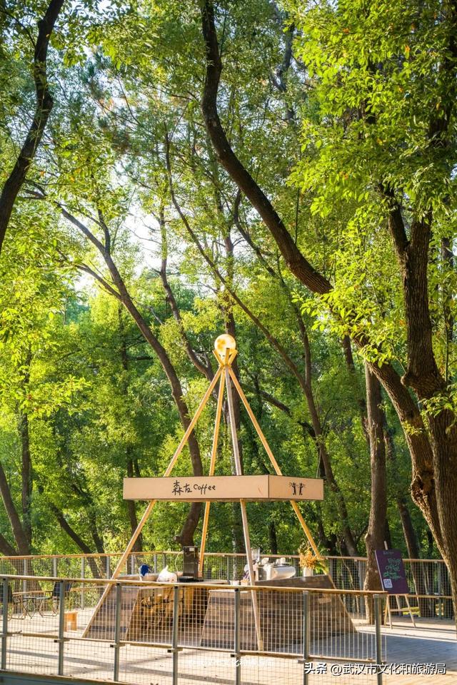 直冲20°C！武汉赏秋天花板，上新3个玩法